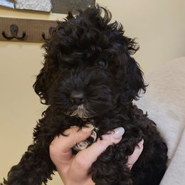 Stormy - Black and white female Cockapoo puppy in Galena, Illinois from Perry's doodles