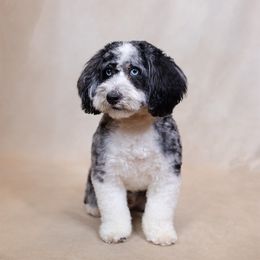 Raptor - Sheepadoodle