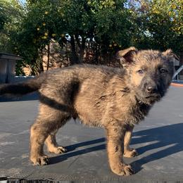 "Black collar male" German Shepherd Puppies from Working Line Czech/East German Shepherds