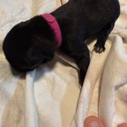 Voodoo - Black brindle female Dutch Shepherd puppy in Saint Amant, Louisiana from Mercy Kennels