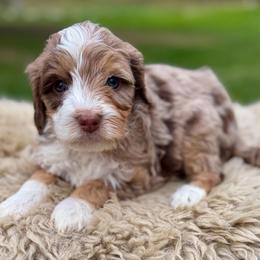 Yellow collar girl - Chocolate merle female Bernedoodle puppy in Colorado Springs, Colorado from Mercy Mountain Bernedoodles