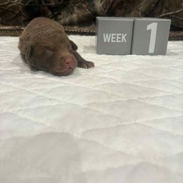 Gray Dot - Brown male Chesapeake Bay Retriever puppy in Wisconsin Dells, Wisconsin from Kilbourn Chesapeakes