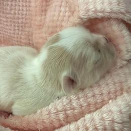 Girl 1 - Lemon and white female Japanese Chin puppy in Davisville, Missouri from Uniquely Yours, Shelly’s Japanese Chins