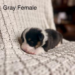 Gray Female - Black and tan female Pembroke Welsh Corgi puppy in La Porte City, Iowa from Cedar River Corgis
