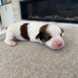 Bucky - Red sable male Havanese puppy in South Jordan, Utah from Lady Paws Puppies - Cassie