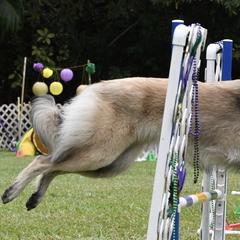 Belgian Tervuren from Baulerschmidt Belgians