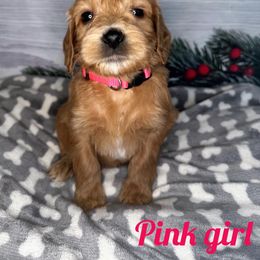 Girl 2 - Apricot Goldendoodle puppy in Modesto, California from Two Doods Doodles