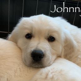 Golden Retriever Puppies from Catalina Goldens European Pedigree Companions®