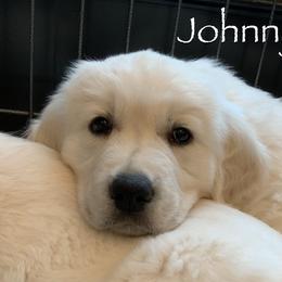 Golden Retriever Puppies from Catalina Goldens European Pedigree Companions®