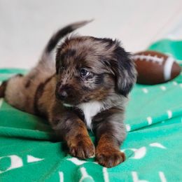 Aussiedoodle, Golden Aussiedoodle, and Goldendoodle Puppies from Miami Mini Doodles