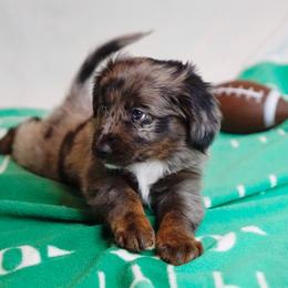 Aussiedoodle, Golden Aussiedoodle, and Goldendoodle Puppies from Miami Mini Doodles