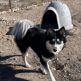 Luna - Pomsky