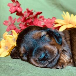 Dachshund Puppies from Hidden Haven Dachshunds