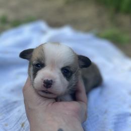 Ripley - Red male Pembroke Welsh Corgi puppy in Hope, Arkansas from Foxy Knoll Farm