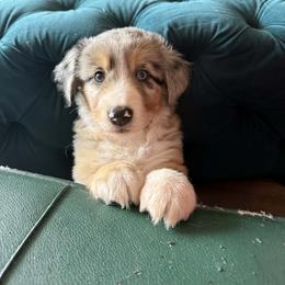 Blue Merle male - Blue merle male Miniature Australian Shepherd puppy in Brooker, Florida from Honey, I Shrunk the Aussies