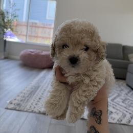 Poodle Puppies from Cuddle paws poodles