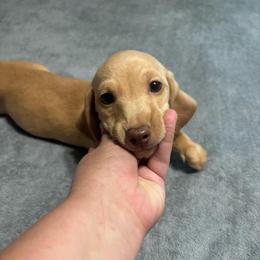 Slink - Cream male Dachshund puppy in Sarah, Mississippi from White's Mississippi Doxies