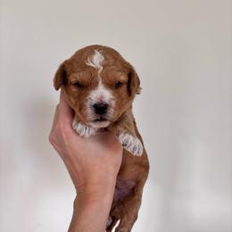 Nutmeg - male Cavapoochon puppy in Morris, Pennsylvania from Heartland Puppies