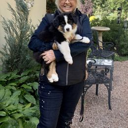 Australian Shepherd Puppies from Highline
