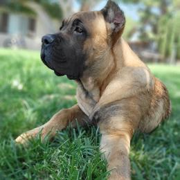 Cane Corso Puppies from JSM Corsos