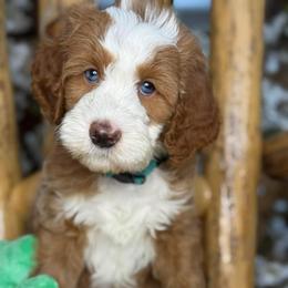 Teal-nugget - Red male Bernedoodle puppy in Yuciapa, California from AlltheDoodlez_
