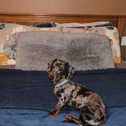 Dachshunds from Wiener Dynasty ENC