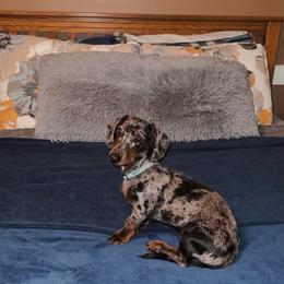 Dachshunds from Wiener Dynasty ENC