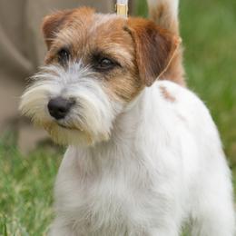 Heisman - Russell Terrier