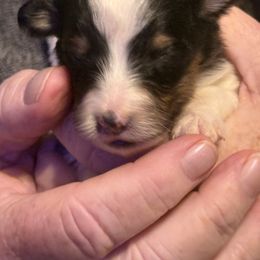 Ranger - Black white and tan male Shetland Sheepdog puppy in New Waterford, Ohio from Georgina's Shetland Sheepdog