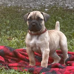 Anna - Fawn female Boerboel puppy in Bon Aqua, Tennessee from Erickson Ranch Boerboels