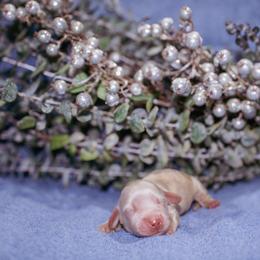Kris - Cream male Dachshund puppy in Paris, Texas from Michel Creek Kennel