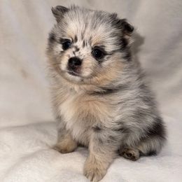 Max - Blue merle male Pomeranian puppy in Enfield, Connecticut from That Pom Haus