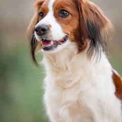 Nederlandse Kooikerhondje All Grown Up from Emma Vescovo