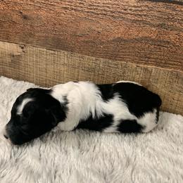 Flaire - Parti female Poodle puppy in Haddam, Kansas from Golden B Acres