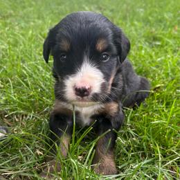 Danny - Tri-color male Bernedoodle puppy in Holden, Missouri from Mid-West Bernedoodles