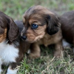 Dachshunds from Weaver’s Weenies