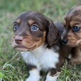 Dachshunds from Weaver’s Weenies