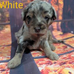 Goldendoodle, Golden Retriever, Labradoodle, and Labrador Retriever Puppies from Robertson's Retrievers and Doodles
