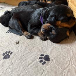 Girl 1 - Black and tan female Rottweiler puppy in Cheshire, Connecticut from Von Der Hügelspitze