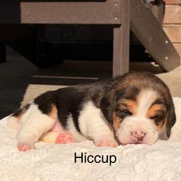 Hiccup - Black tan and white female Beagle puppy in Mansfield, Missouri from Rippee Creek Kennel