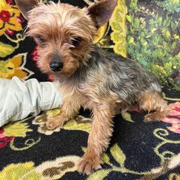 Buster Gus Hash 5.5 lbs - Yorkshire Terrier
