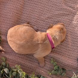 Pink Female - Yellow female Labrador Retriever puppy in Briggsdale, Colorado from LC Hunting Labs, LLC.