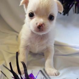 Scrat - Cream and white male Chihuahua puppy in Austin, Indiana from Dog Bones N Harmony