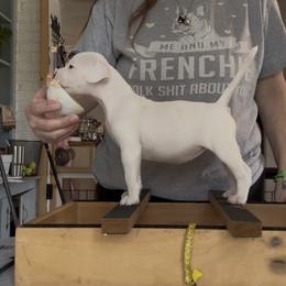 Gnocchi - White female American Bulldog puppy in Varnville, South Carolina from DF's Unlimited Ruff