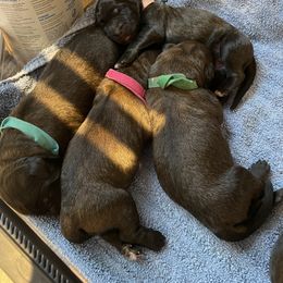 Leonberger Puppies from Invictus Leonbergers