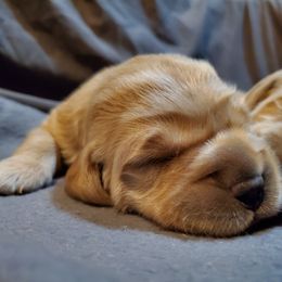 Golden Retriever Puppies from Arkansas River Golden Retrievers