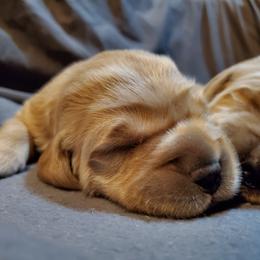 Golden Retriever Puppies from Arkansas River Golden Retrievers
