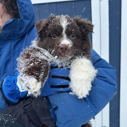 Blitzen - Red & white male Australian Shepherd puppy in Lexington, South Carolina from Lightspeed Kennels