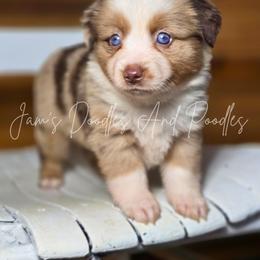 Aussiedoodle, Bernedoodle, Cockapoo, Miniature Australian Shepherd, Poodle, and Sheepadoodle Puppies from Jam's Doodles And Poodles