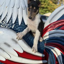 Rhett - Black white and tan male Collie puppy in Middleburgh, New York from StoneyAcre